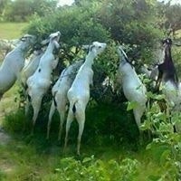 Abdimataan Omar Dugsi