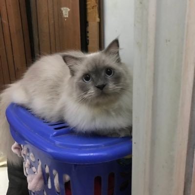 Citoy masih semangat 🐈💵