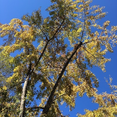 이스굳베릐예쓰