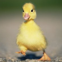 ⚡ Yes We (used to) Pump