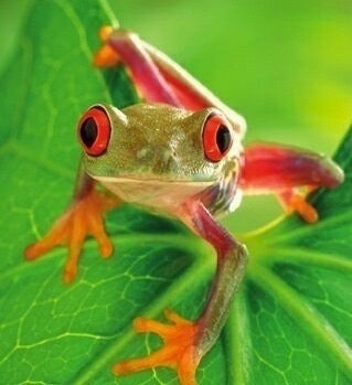 (╯°□°）╯︵ ┻━┻