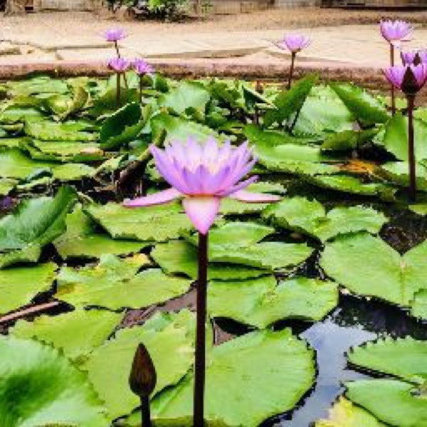 chandan praveen pathi