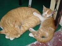 Γιώργος Αναστασόπουλος