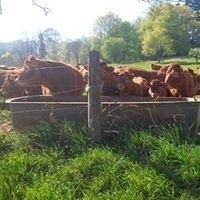 Olivier Thirion De Briel