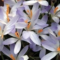 Fatima Panju Janmohamed