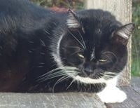 Liane Fletcher Williams