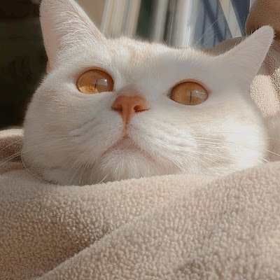 ProductHunt profile picture for @xu