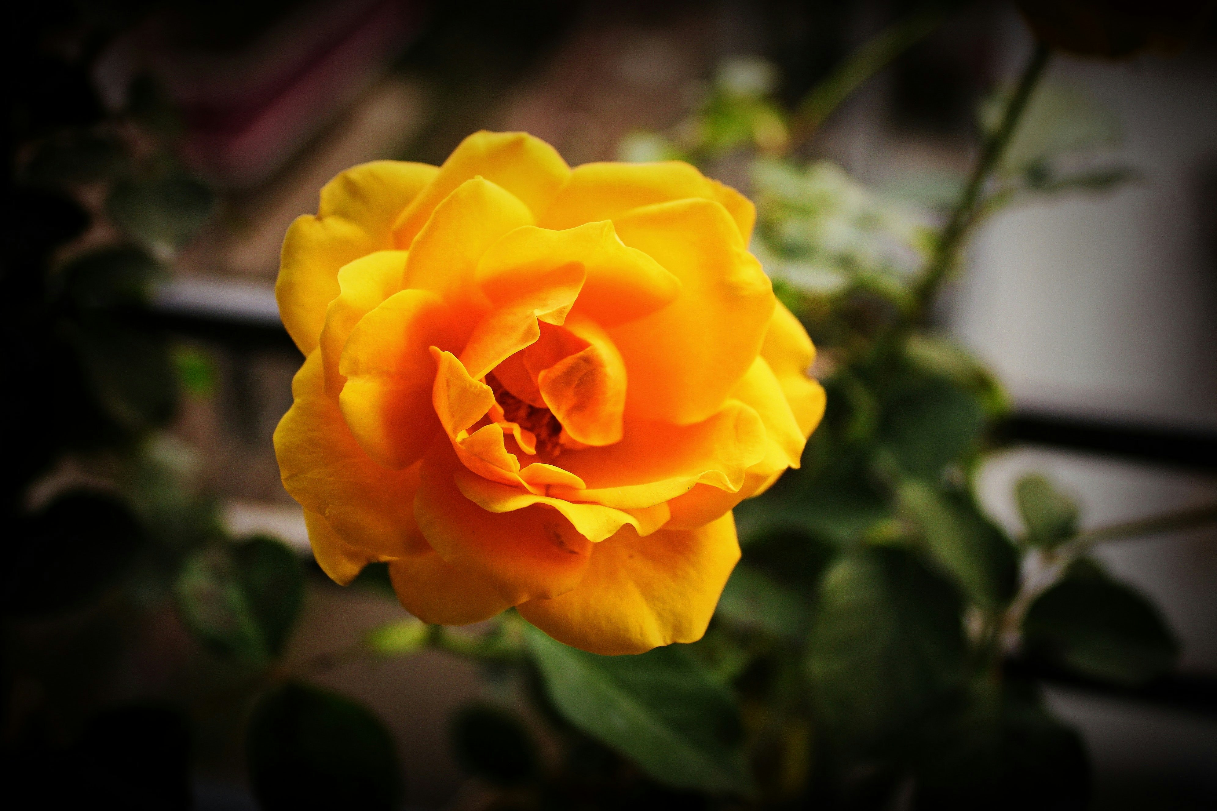 Satavisha Guha Majumder