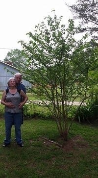 Louana Abney Sterling