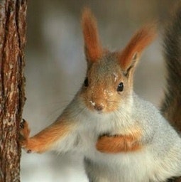 りす｜日々ていねいに一歩ずつ