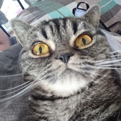 Никита Пестов