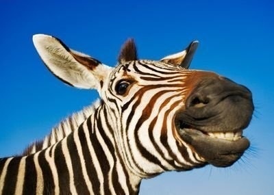 zebra nose
