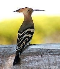 محمد سليمان الكندي