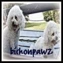 bichonpawz