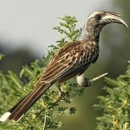 فؤادالمأربي