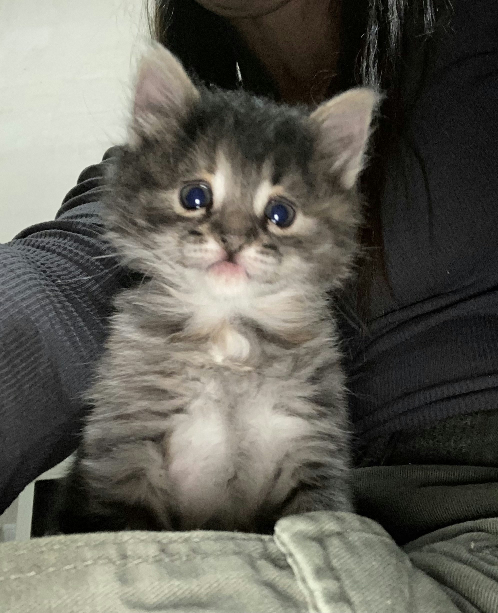 Nataly Vazhnik Koshka