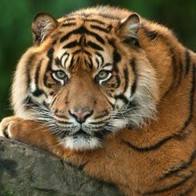 Jim Corbett National Park