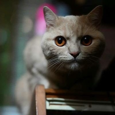 بسم الله الر حمن الرحيم Freetag#