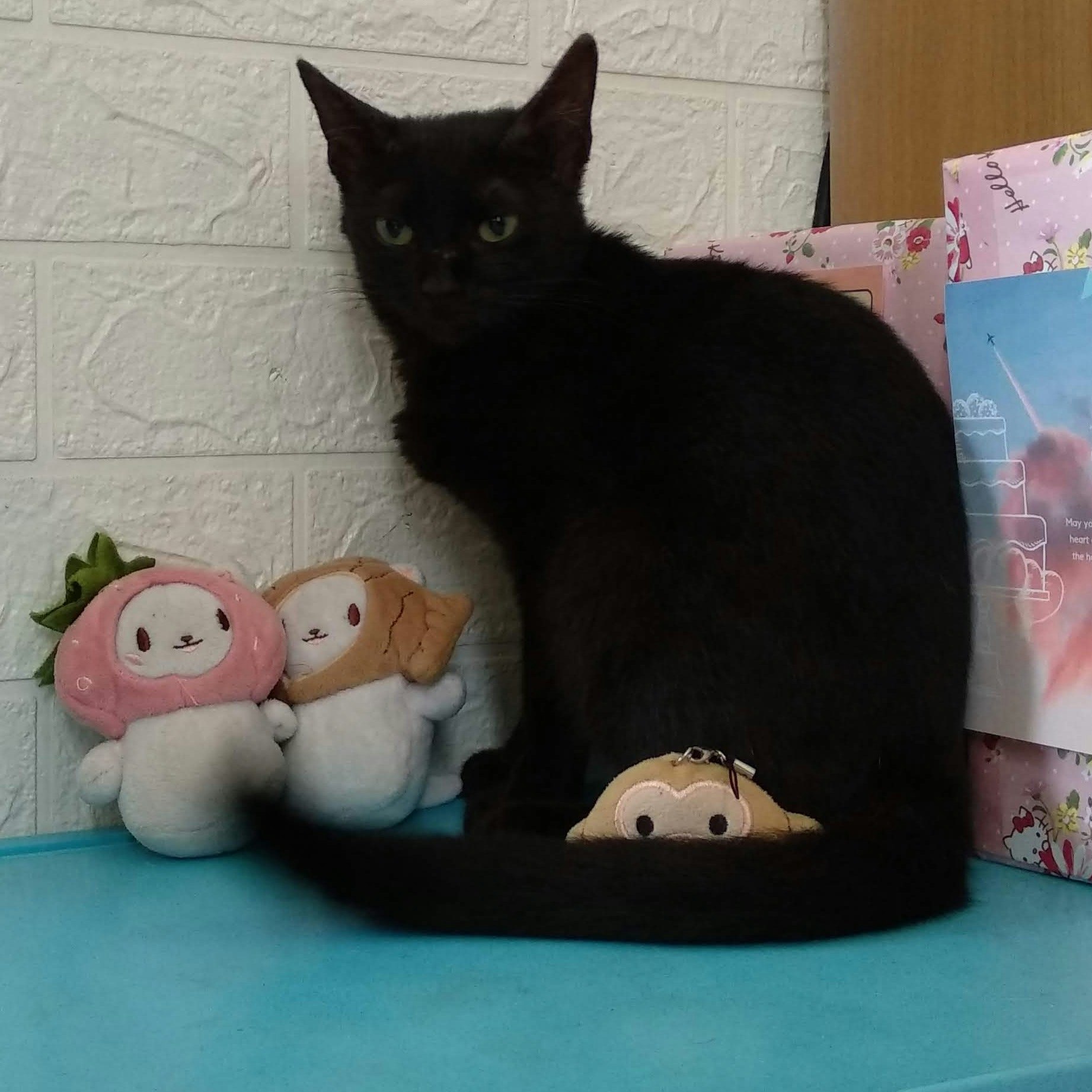 🅑🅞🅒🅘🅛 🅘🅣🅔🅜 ⓿⓿➒ 𝓯𝓻𝓮𝓮𝓽𝓪𝓰