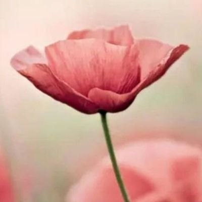 BigWinTerus-free tag