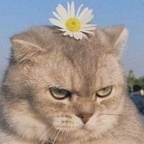 🤩0xmiksue79🐱 freetag