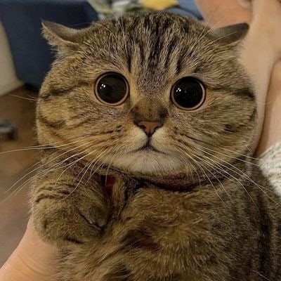 🧚‍♀️ aya freetag.