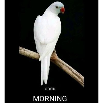 ❄️ Boozoook ❄️