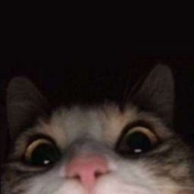 winny ; free tag 🐾