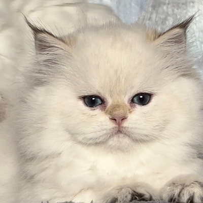 ProductHunt profile picture for @modest
