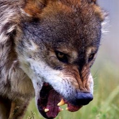 Владислав Ткачев