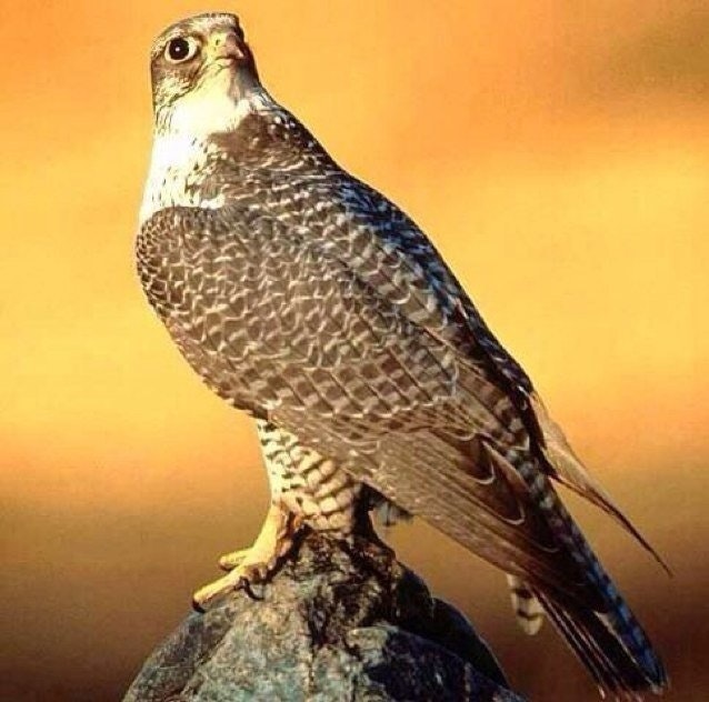 سهران لوحدي