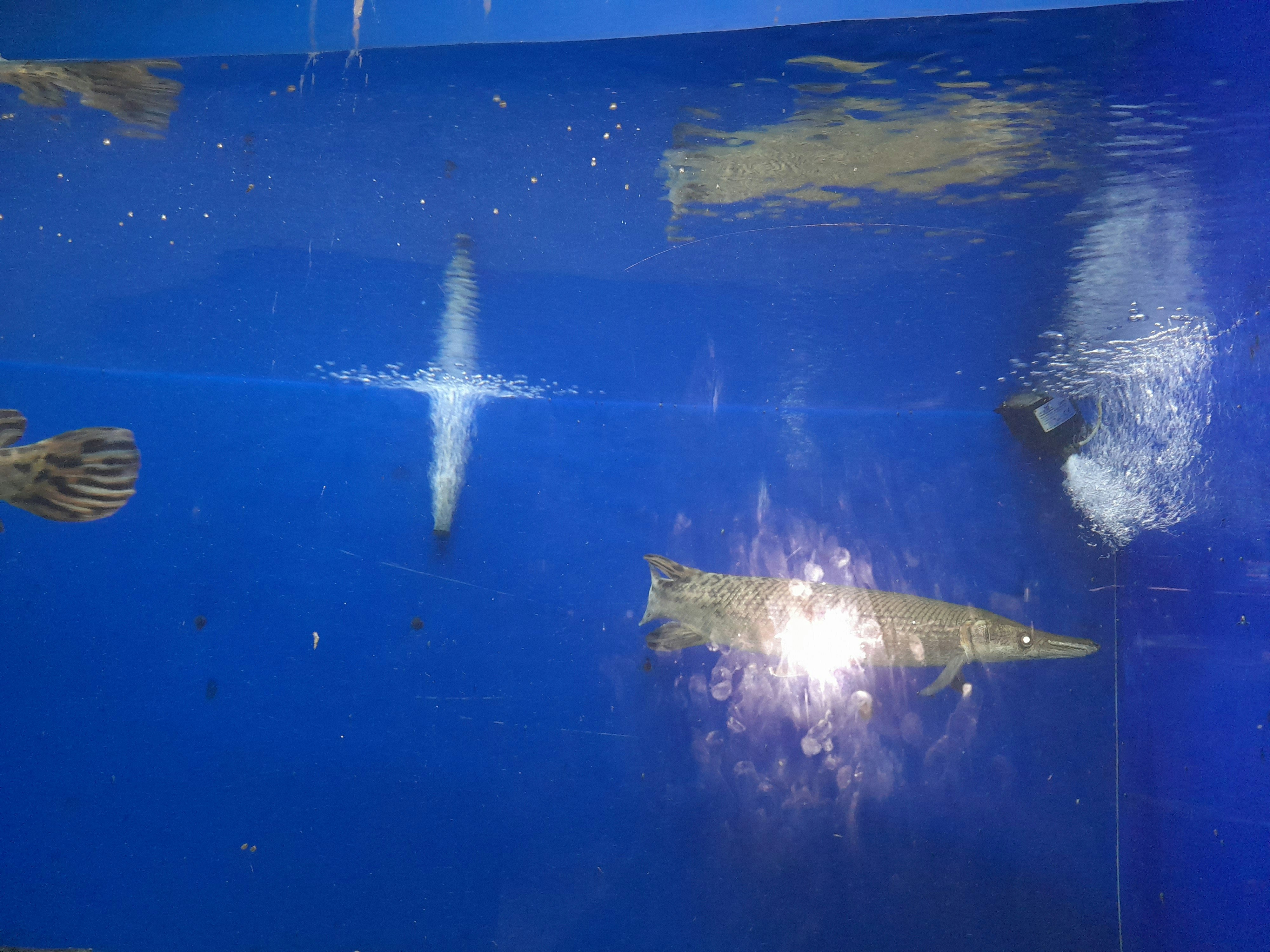 Jayeeta Ray Chaudhury