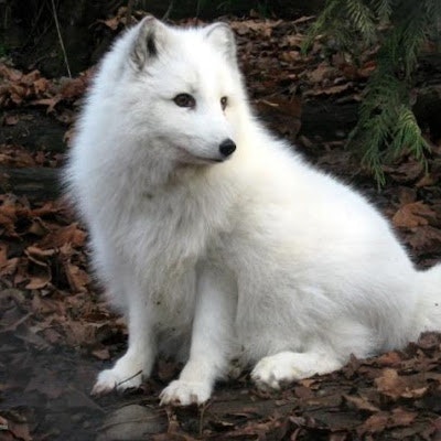 snowfox