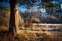 Николай Павельев