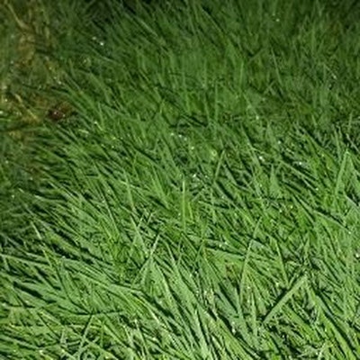 ASHISH “2” SINGH