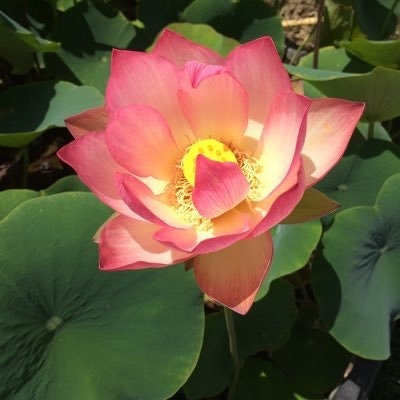 Let’s Try Public Health Again