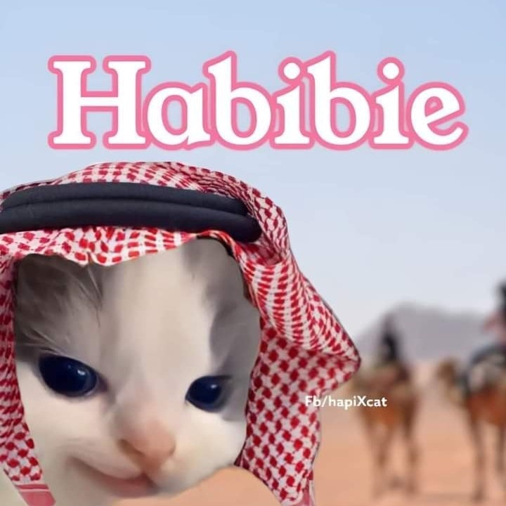 Cat Habibie