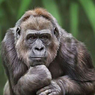 Edmur Carlos Jr Oliveira