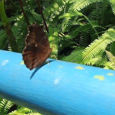 serendipity(ꪜ) 🍀 . freetag