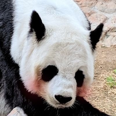 ✿ ᵒ̌ ᴥ ᵒ̌ ✿