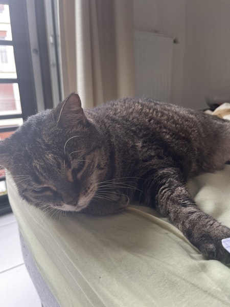 ProductHunt profile picture for @cps