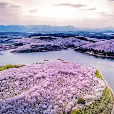 Thạo Nguyễn Trường