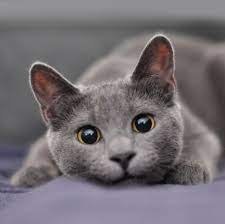 Anastasiia Kushchova