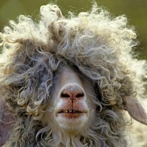 Jimmy Gee ʕ•̫͡•ʔ