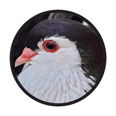 Green Leaf Pigeon Farm GLPF