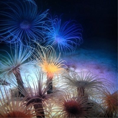 Butworl ope butterma