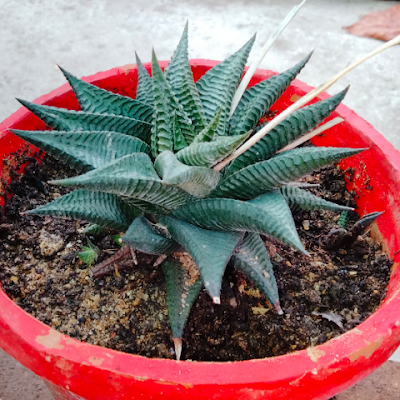 Md Khurshid Alam Molla