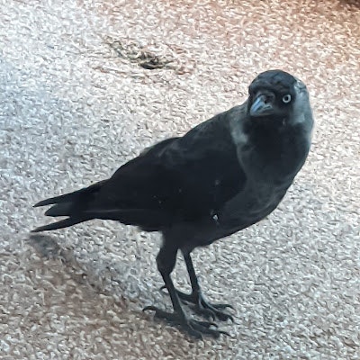 Peter JAS (Perjas89)