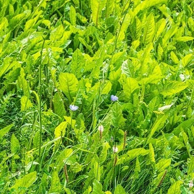 Juiciness  ❤️ Memecoin