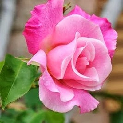 Papannagari Chandrakala